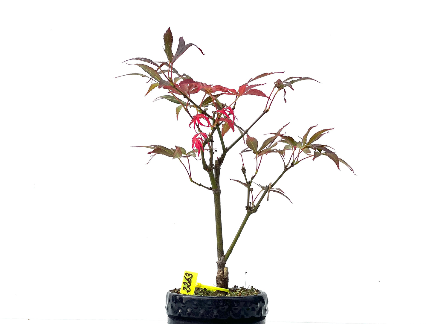 Acer Palmatum Atropurpureum 2263