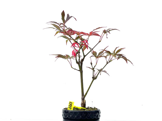 Acer Palmatum Atropurpureum 2263