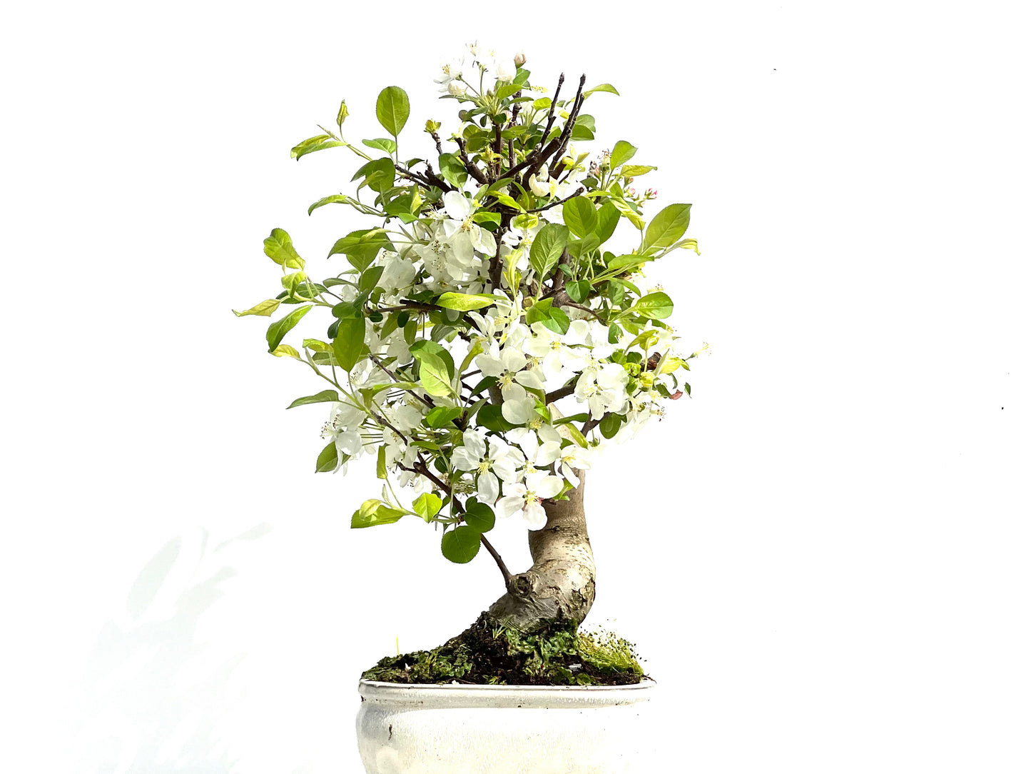 Malus Everest 3910