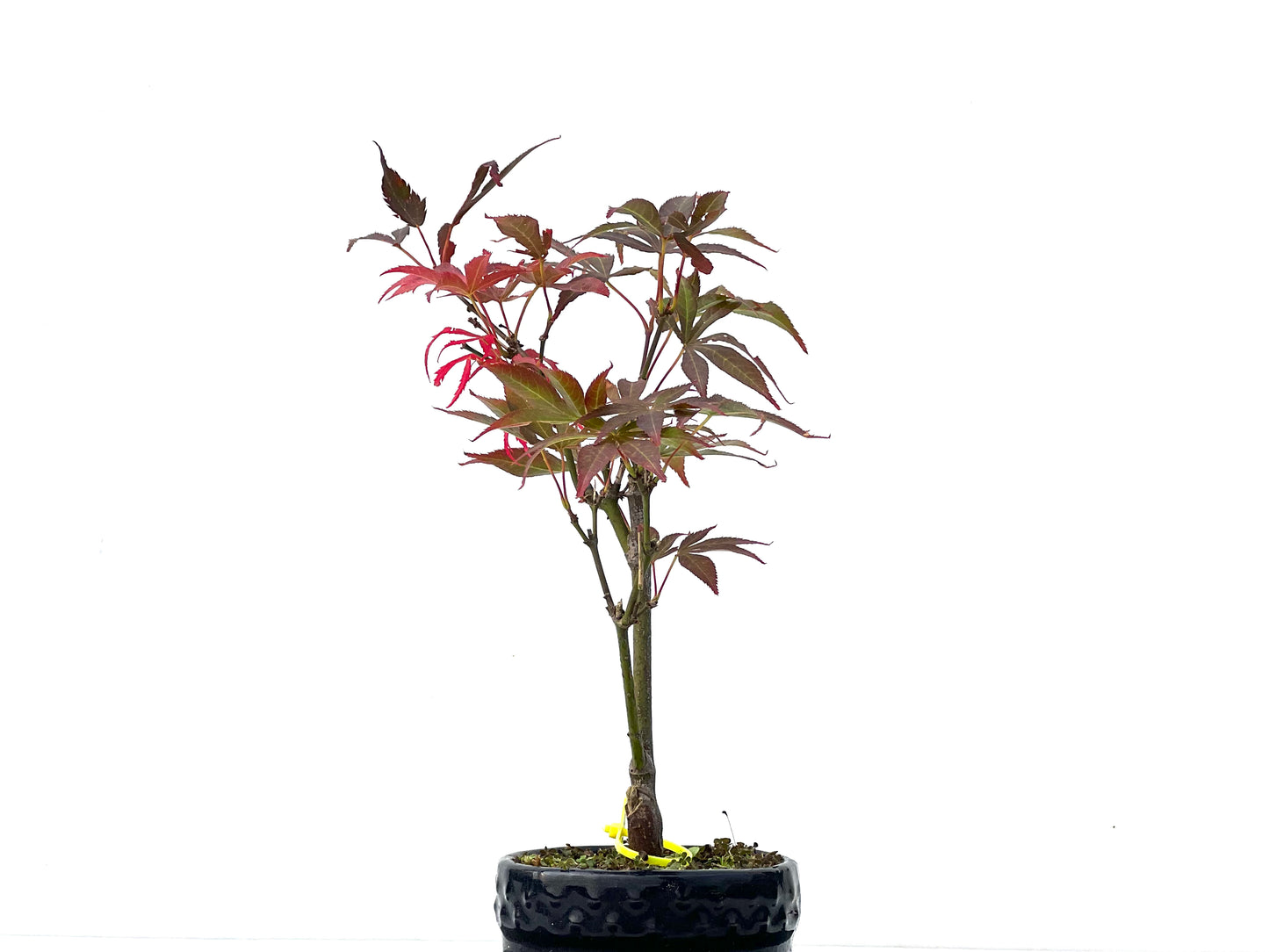 Acer Palmatum Atropurpureum 2263