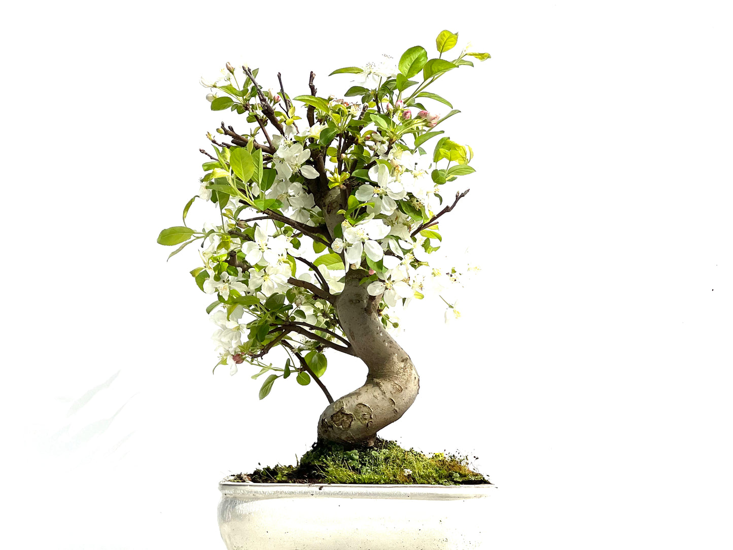 Malus Everest 3910