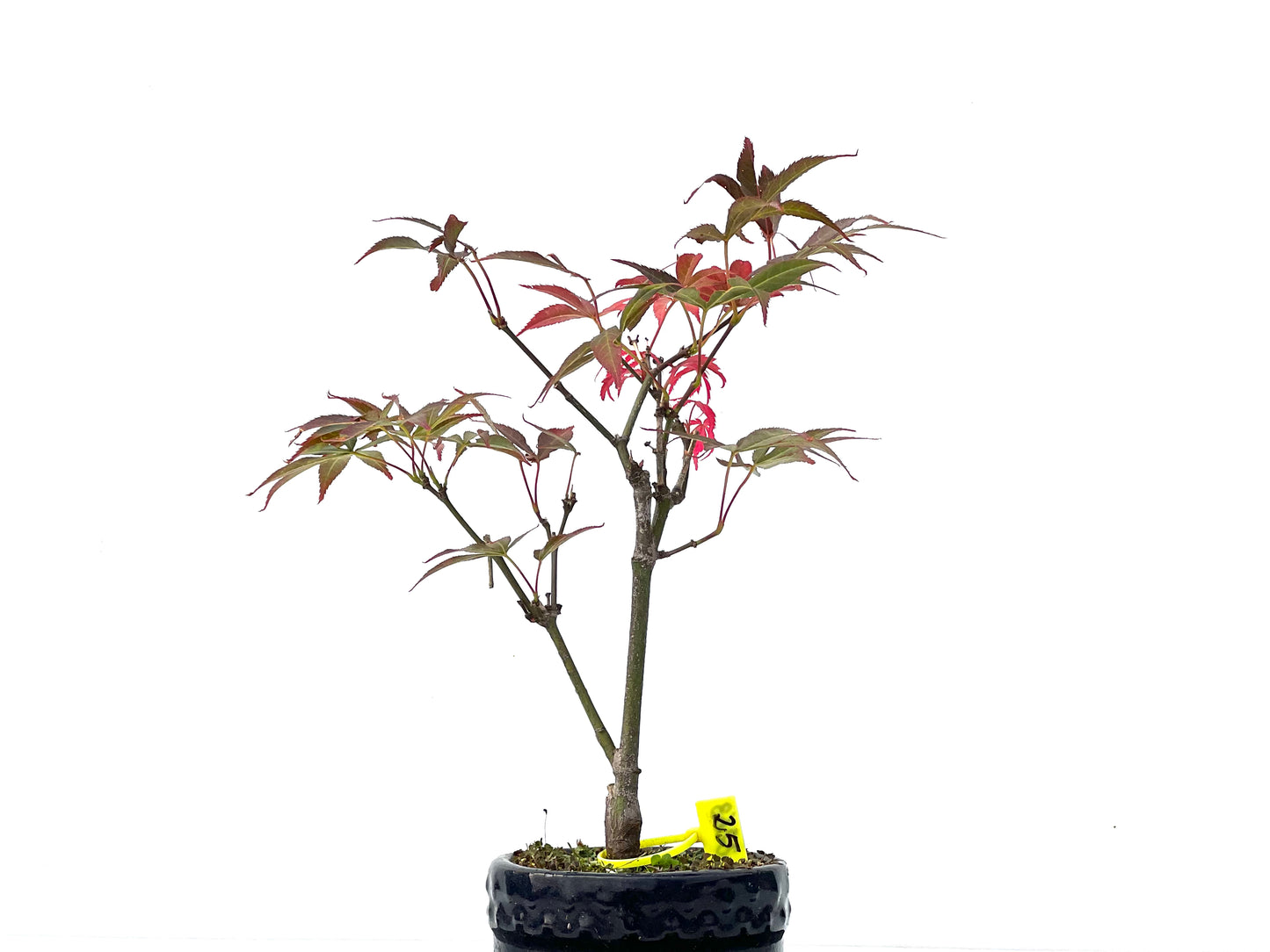 Acer Palmatum Atropurpureum 2263