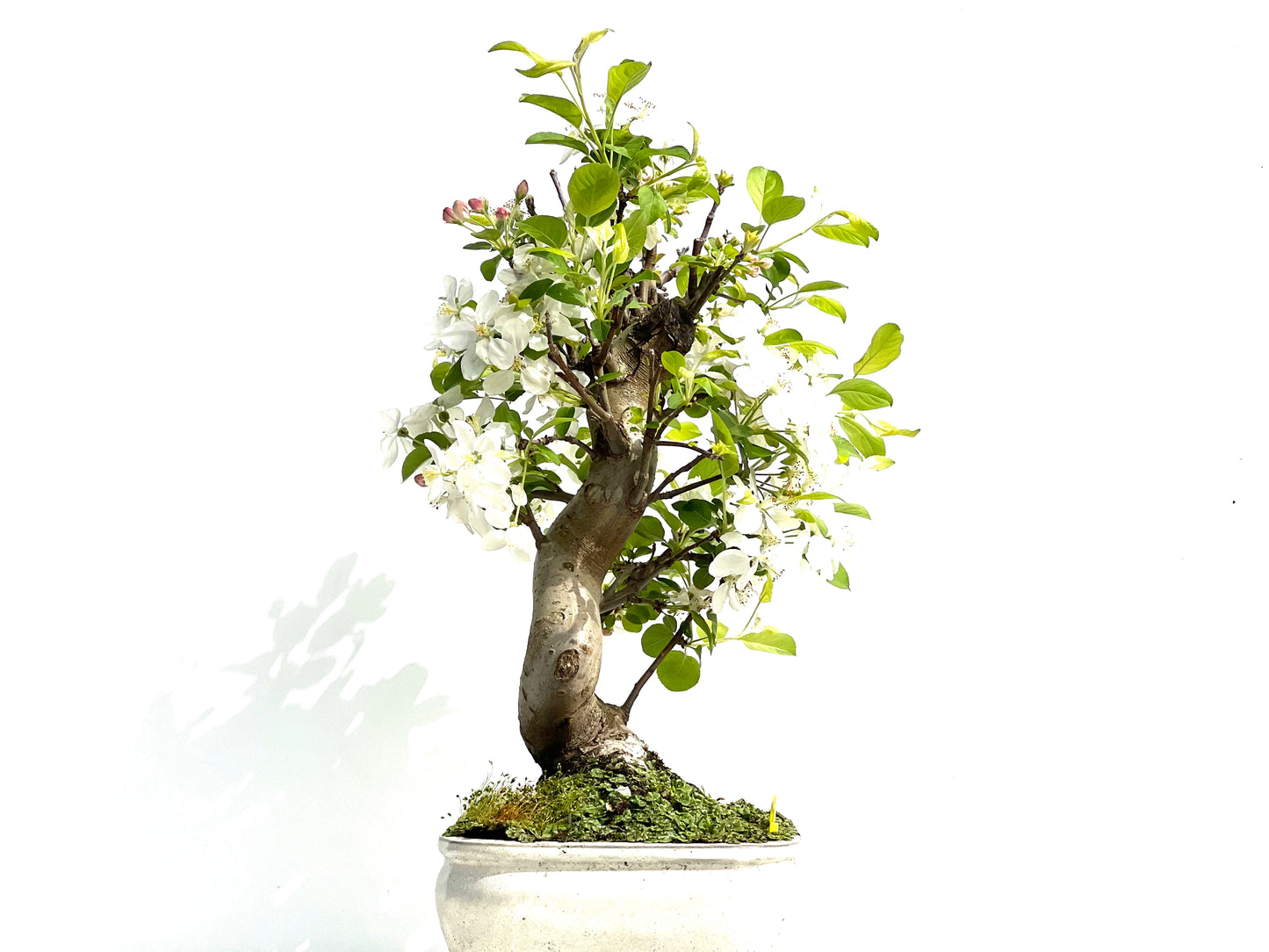 Malus Everest 3910