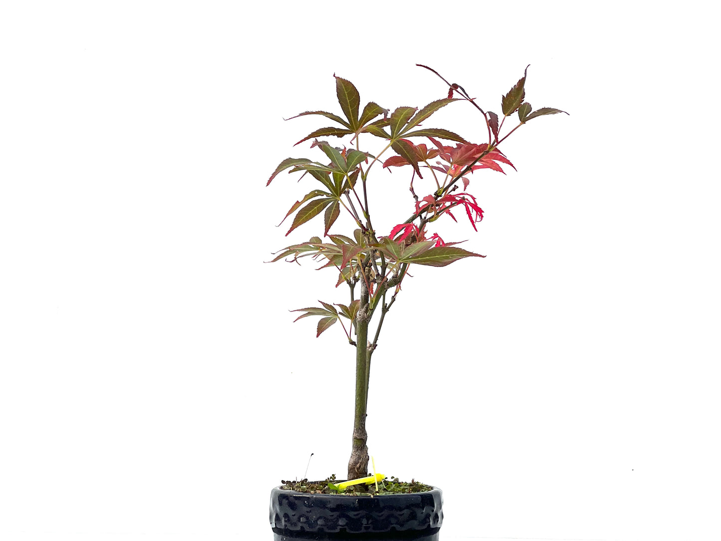 Acer Palmatum Atropurpureum 2263