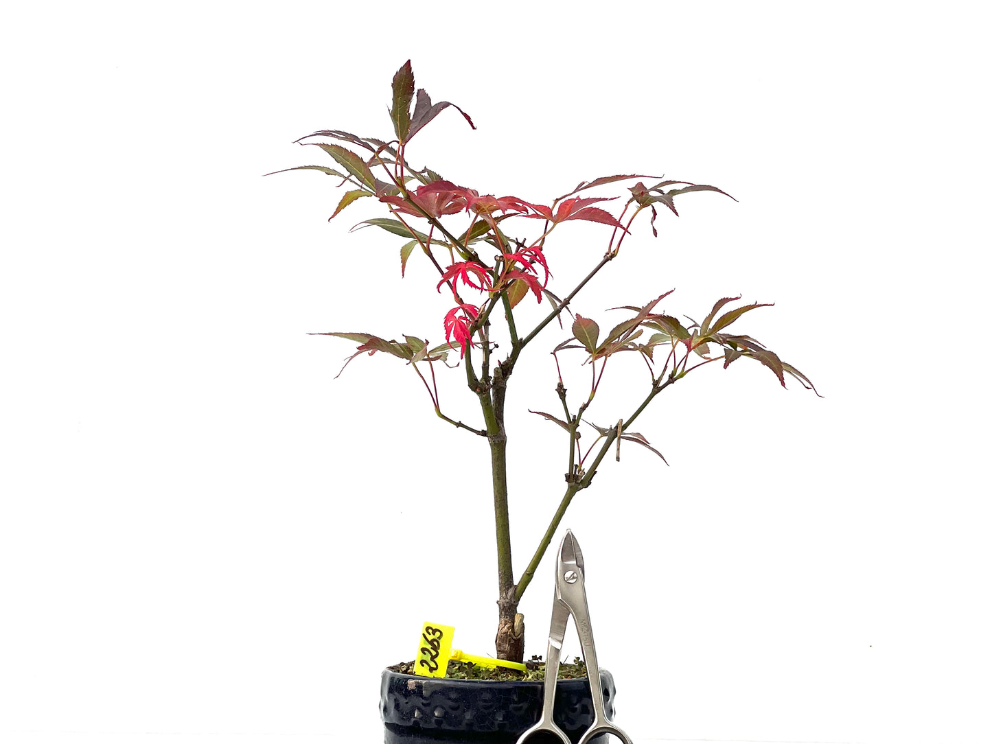 Acer Palmatum Atropurpureum 2263