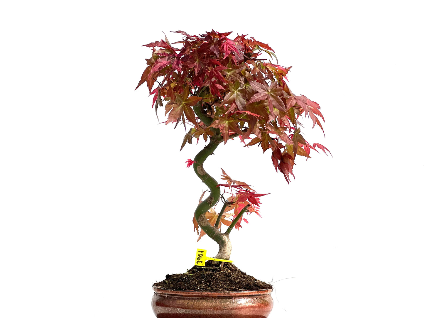 Acer Palmatum Deshojo 3907
