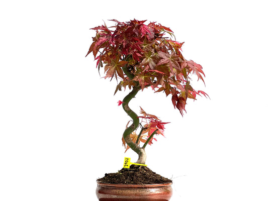 Acer Palmatum Deshojo 3907