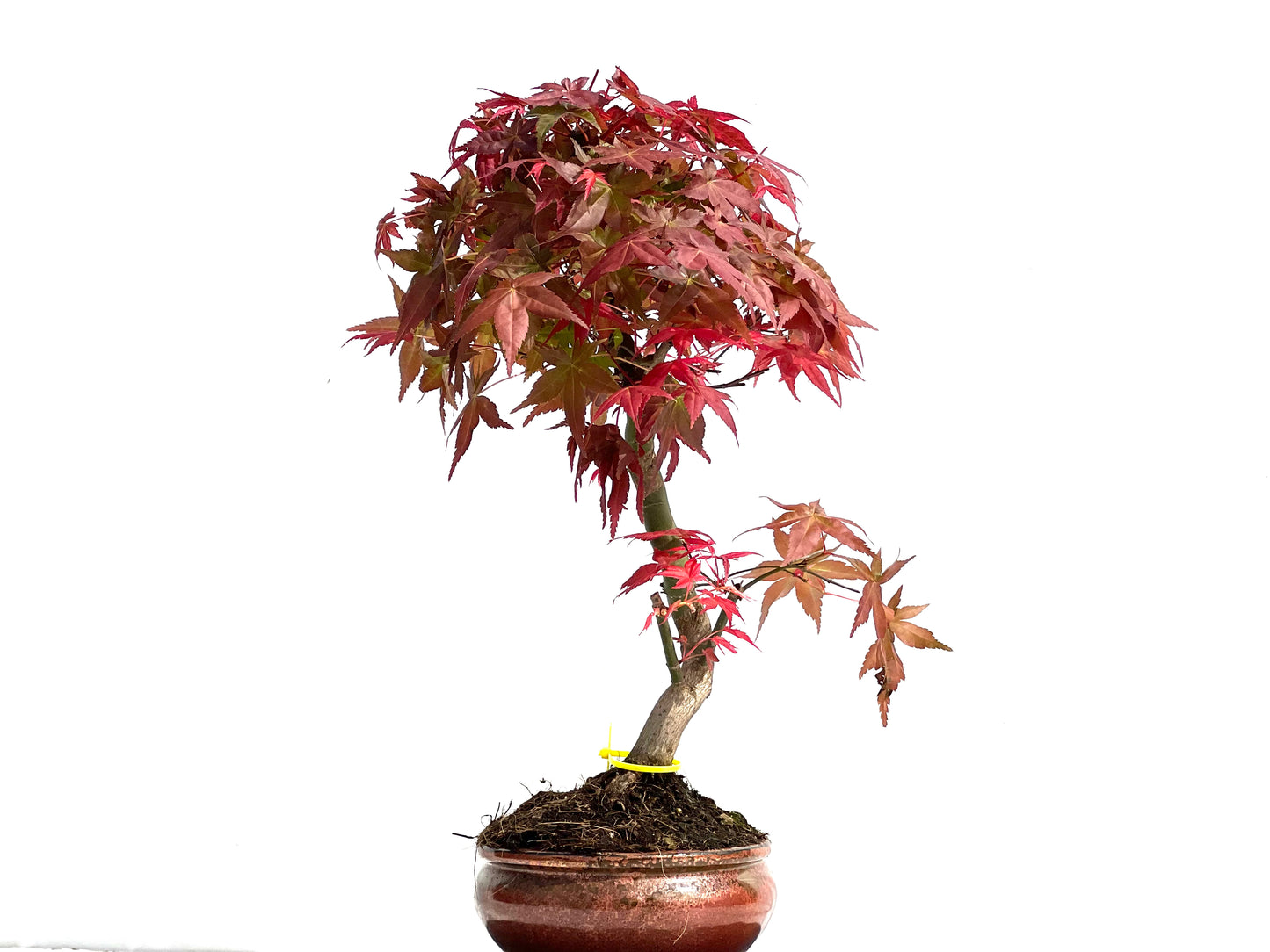 Acer Palmatum Deshojo 3907