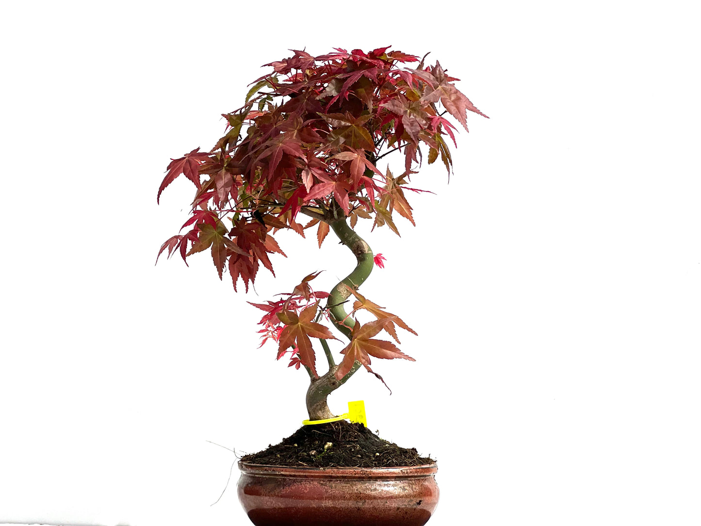 Acer Palmatum Deshojo 3907