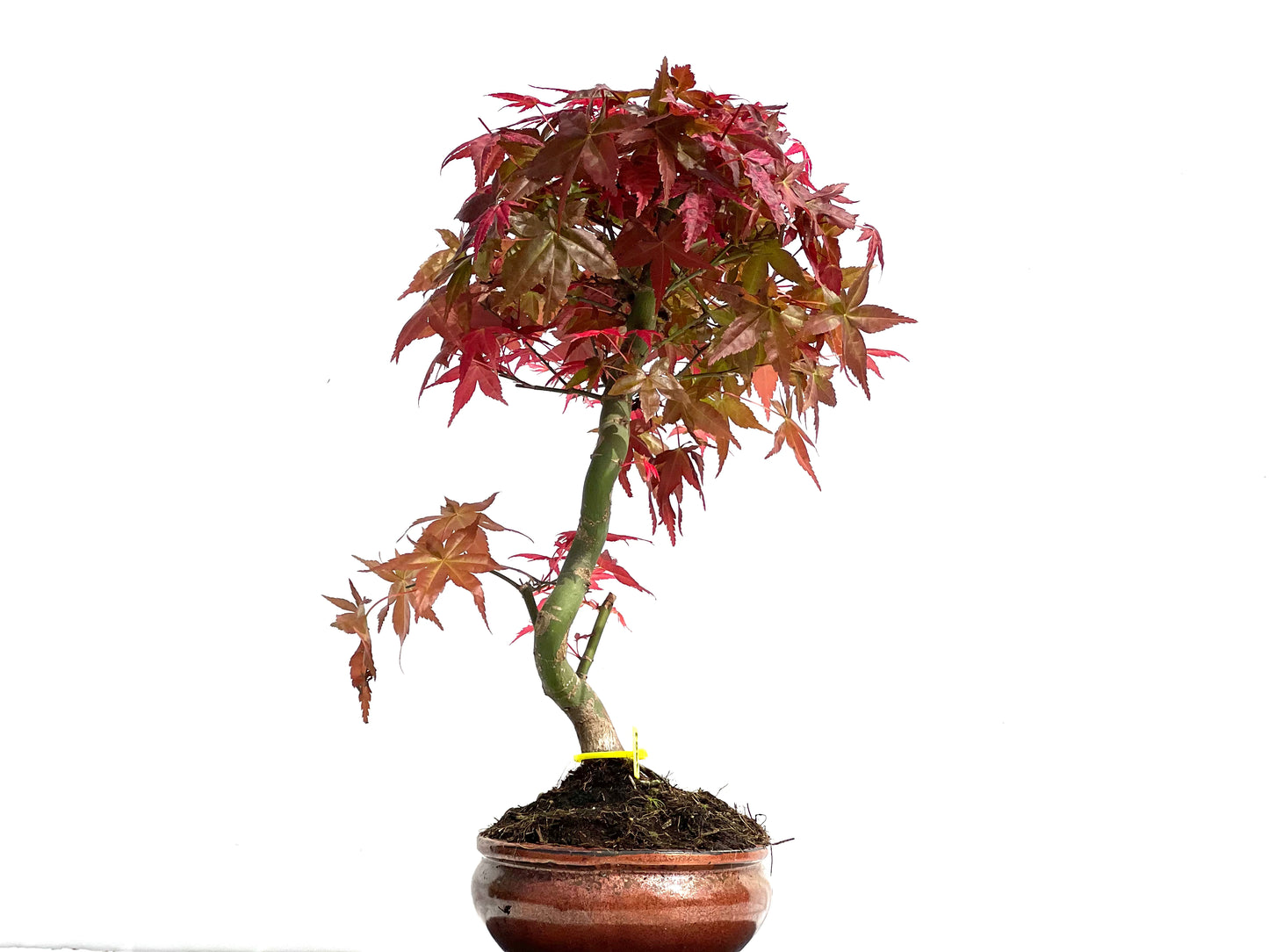 Acer Palmatum Deshojo 3907