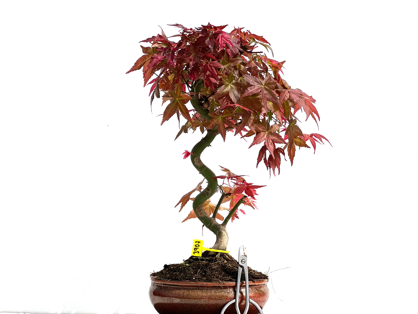 Acer Palmatum Deshojo 3907