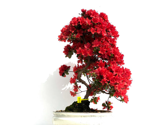 Rhododendrum Indicum 3903