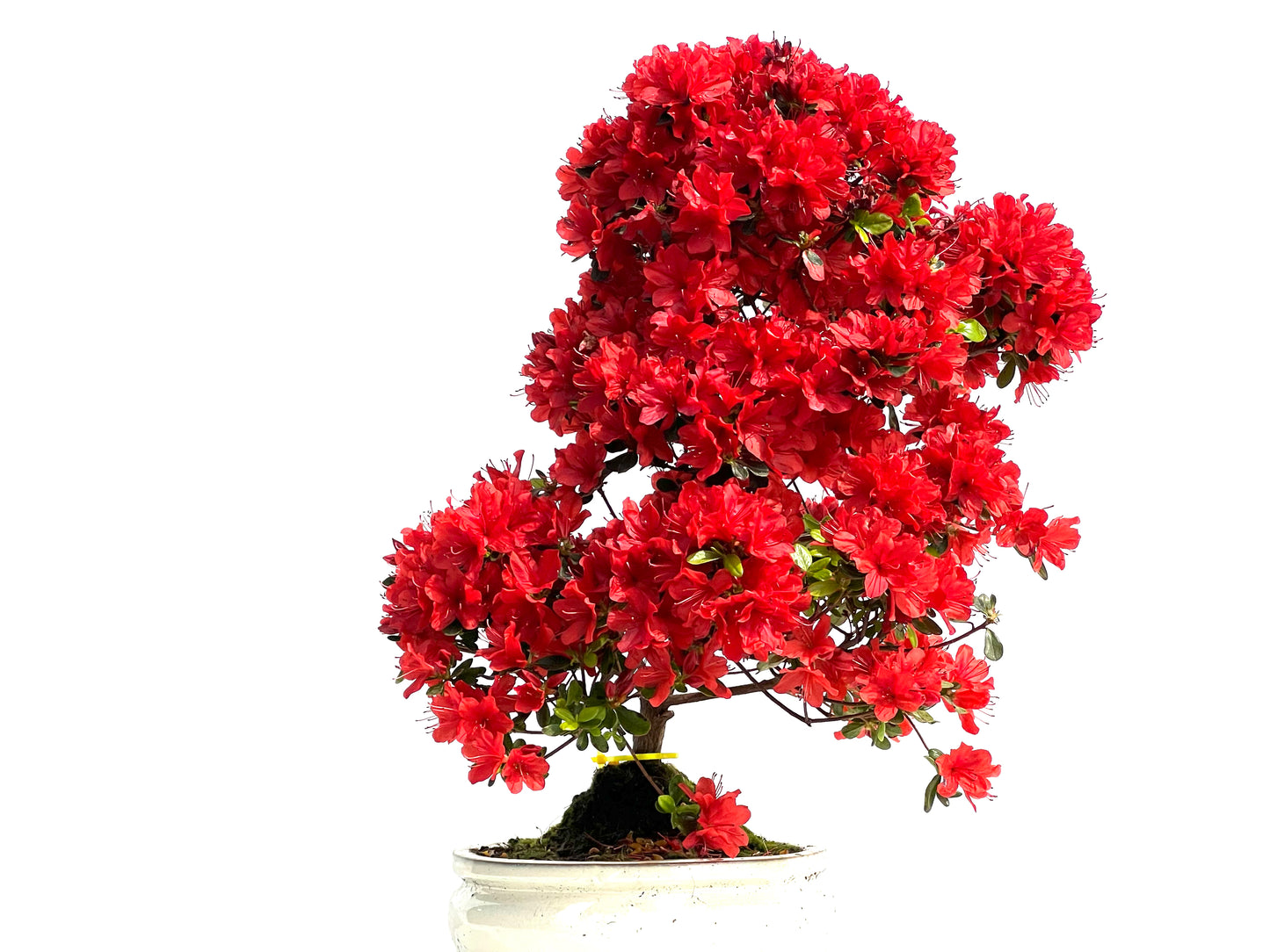 Rhododendrum Indicum 3903