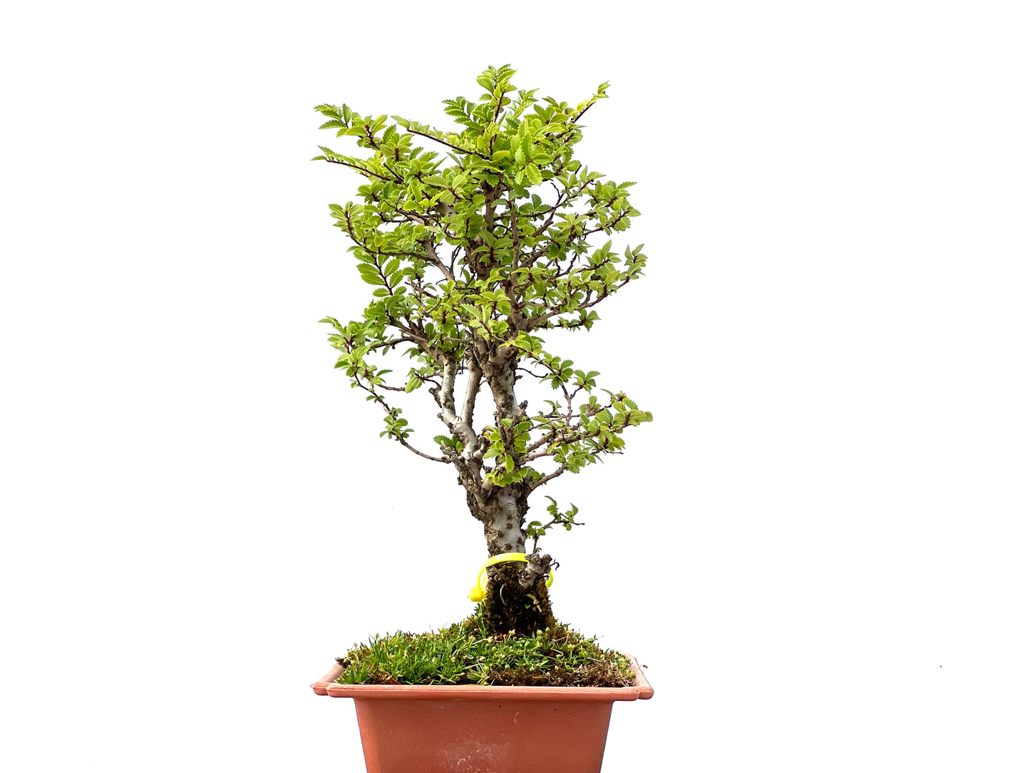 Olmo Nire Keyaki 2265