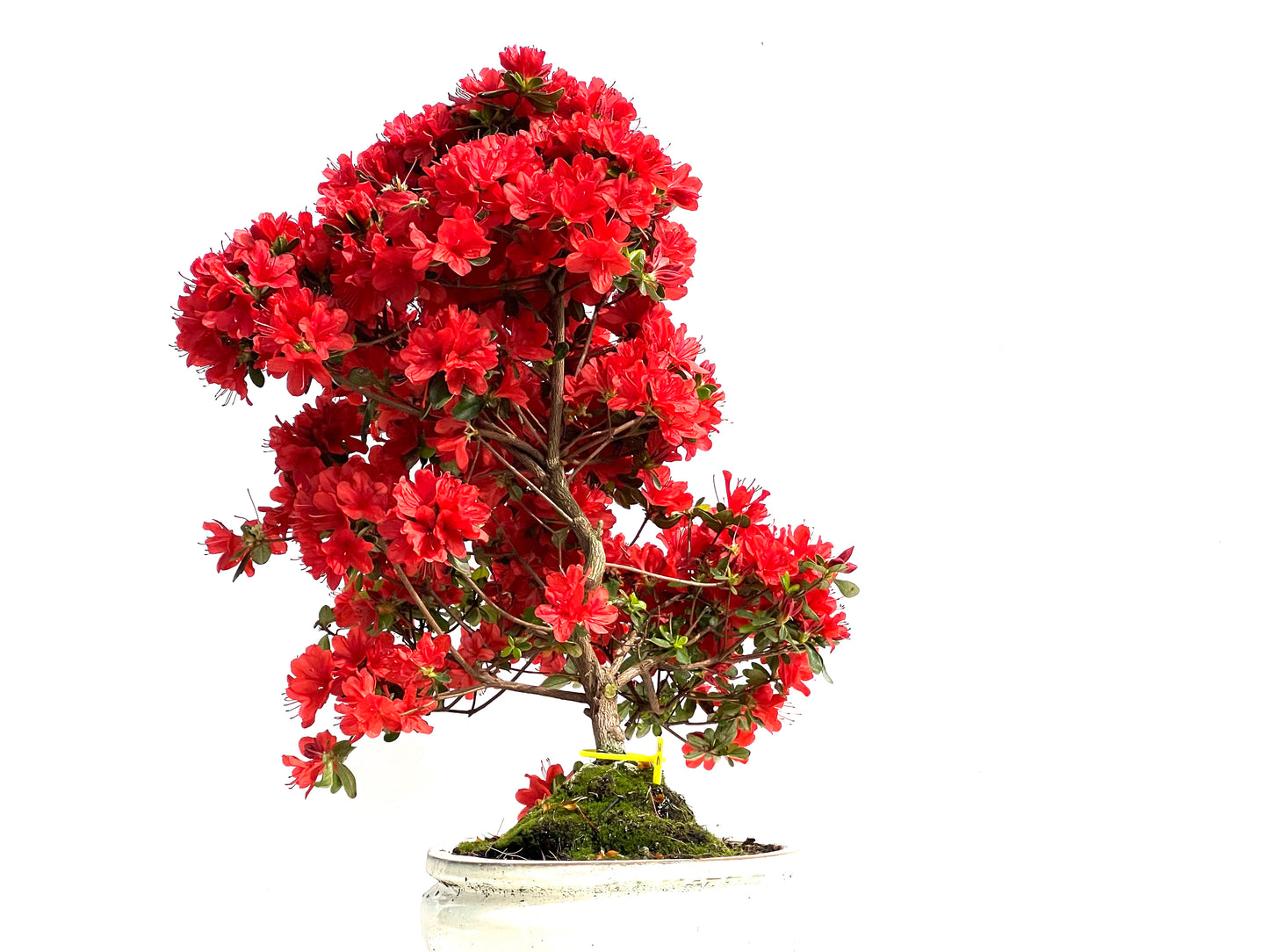 Rhododendrum Indicum 3903