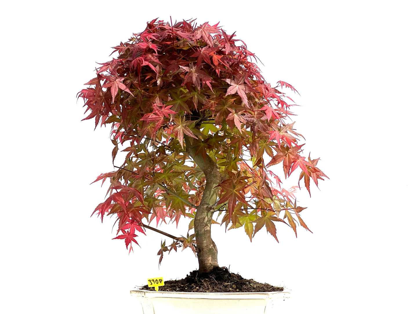 Acer Palmatum Deshojo 3908