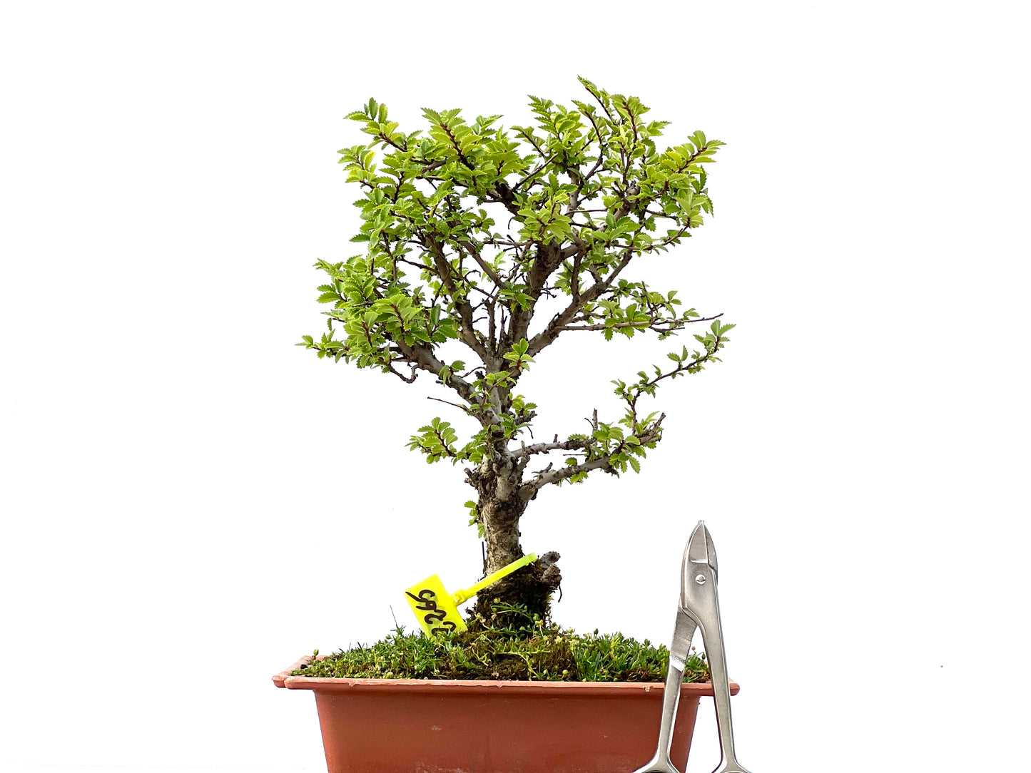 Olmo Nire Keyaki 2265