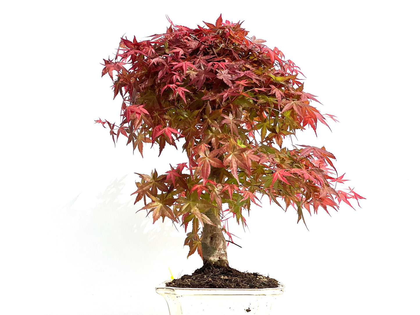 Acer Palmatum Deshojo 3908