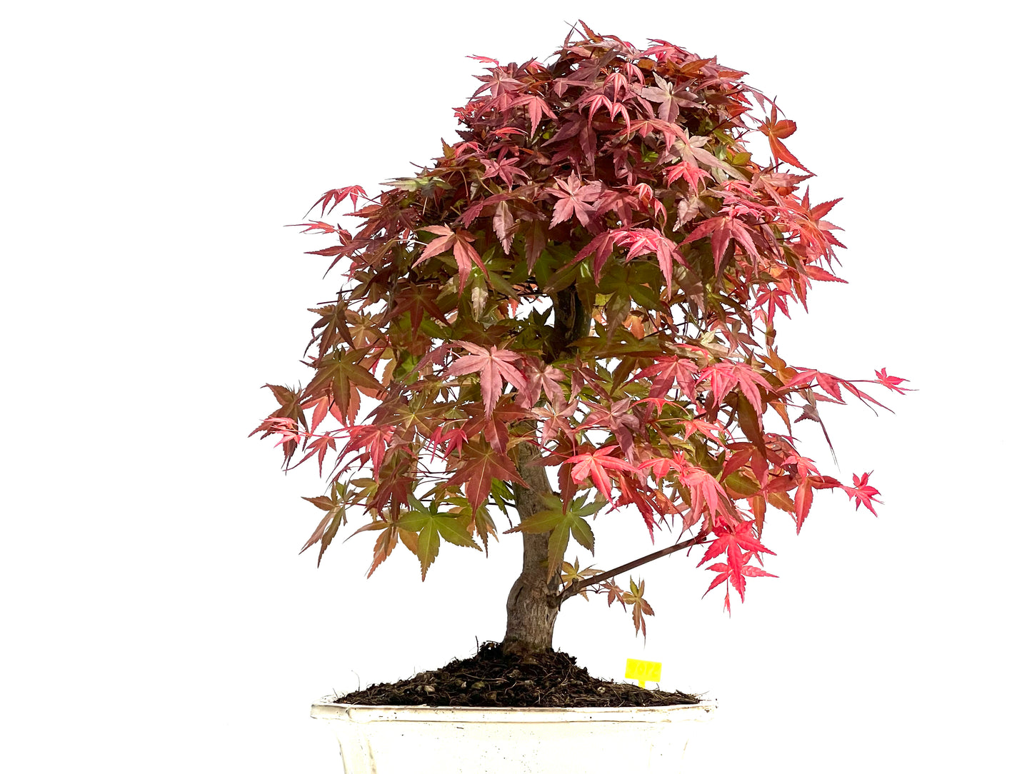 Acer Palmatum Deshojo 3908