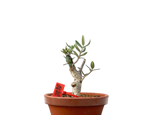 Olea Europaea Sylvestris 2270
