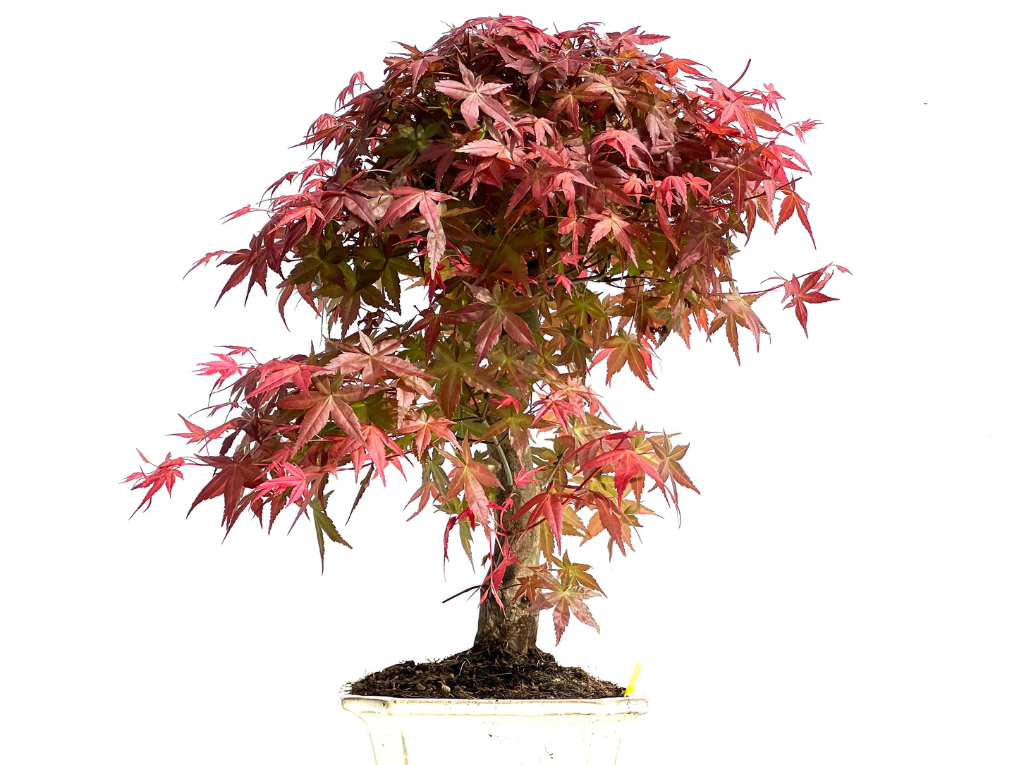 Acer Palmatum Deshojo 3908