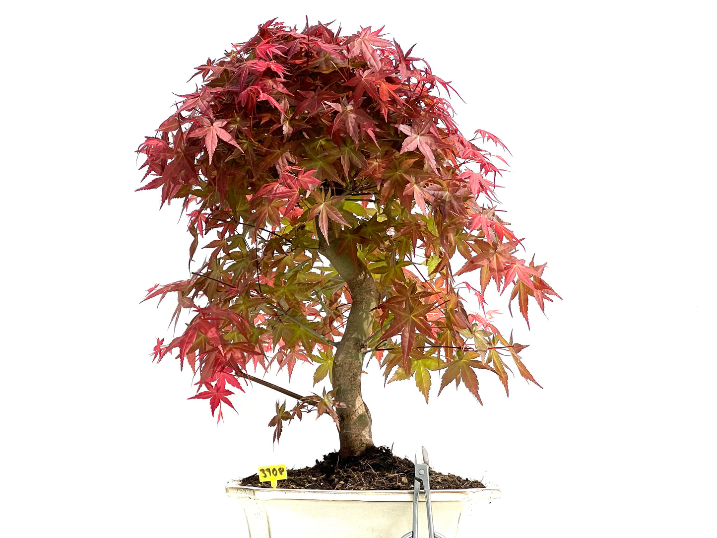Acer Palmatum Deshojo 3908