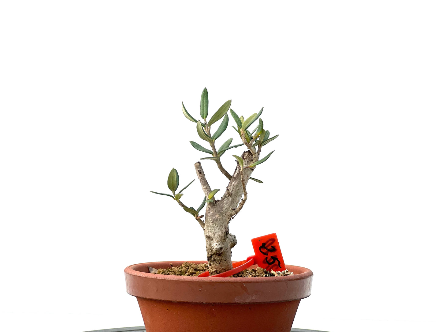 Olea Europaea Sylvestris 2270