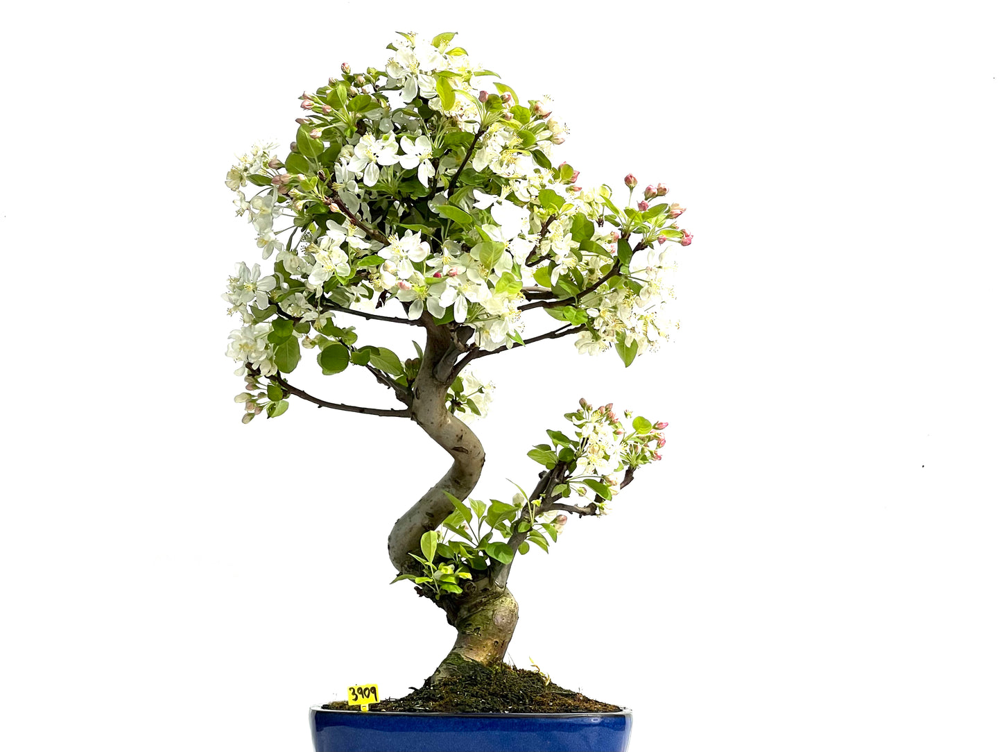 Malus Everest 3909