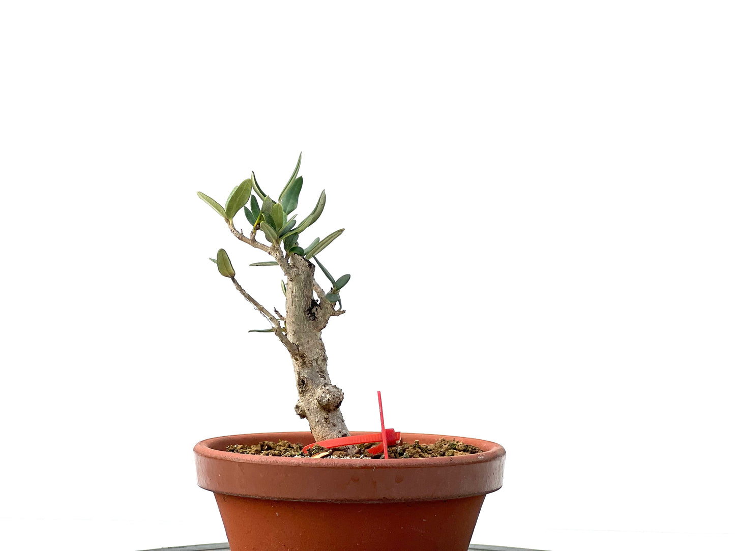 Olea Europaea Sylvestris 2270