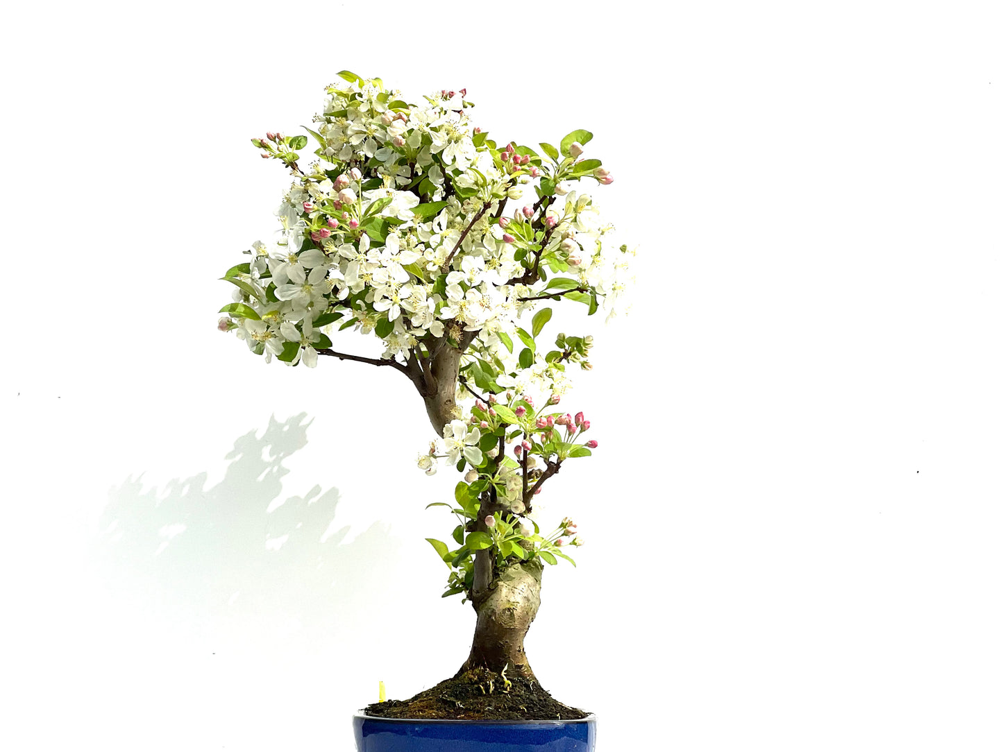 Malus Everest 3909