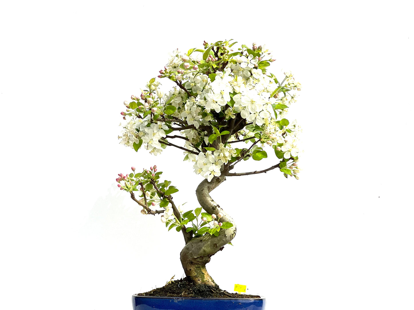 Malus Everest 3909