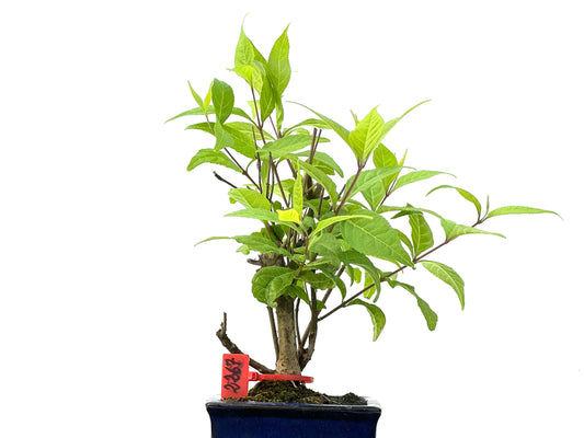 Callicarpa Japonica 2267