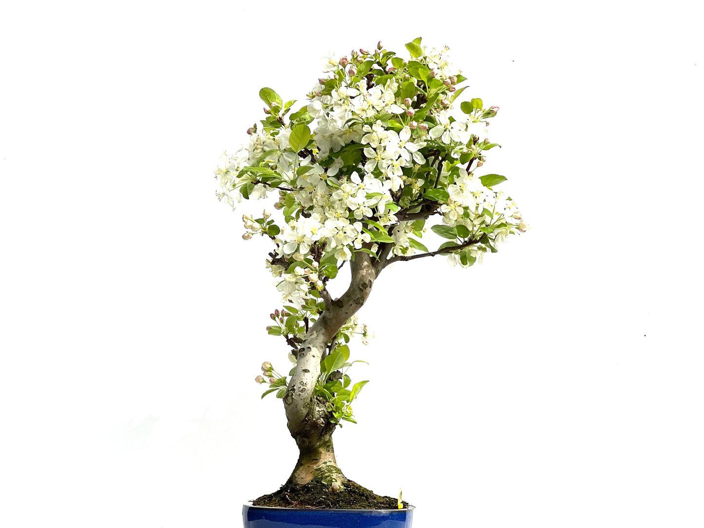 Malus Everest 3909