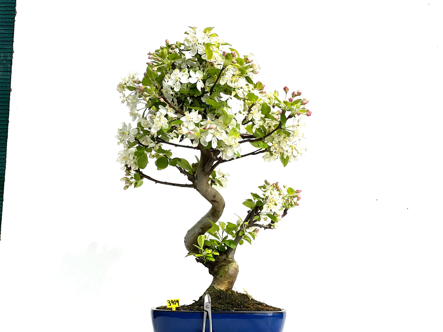 Malus Everest 3909