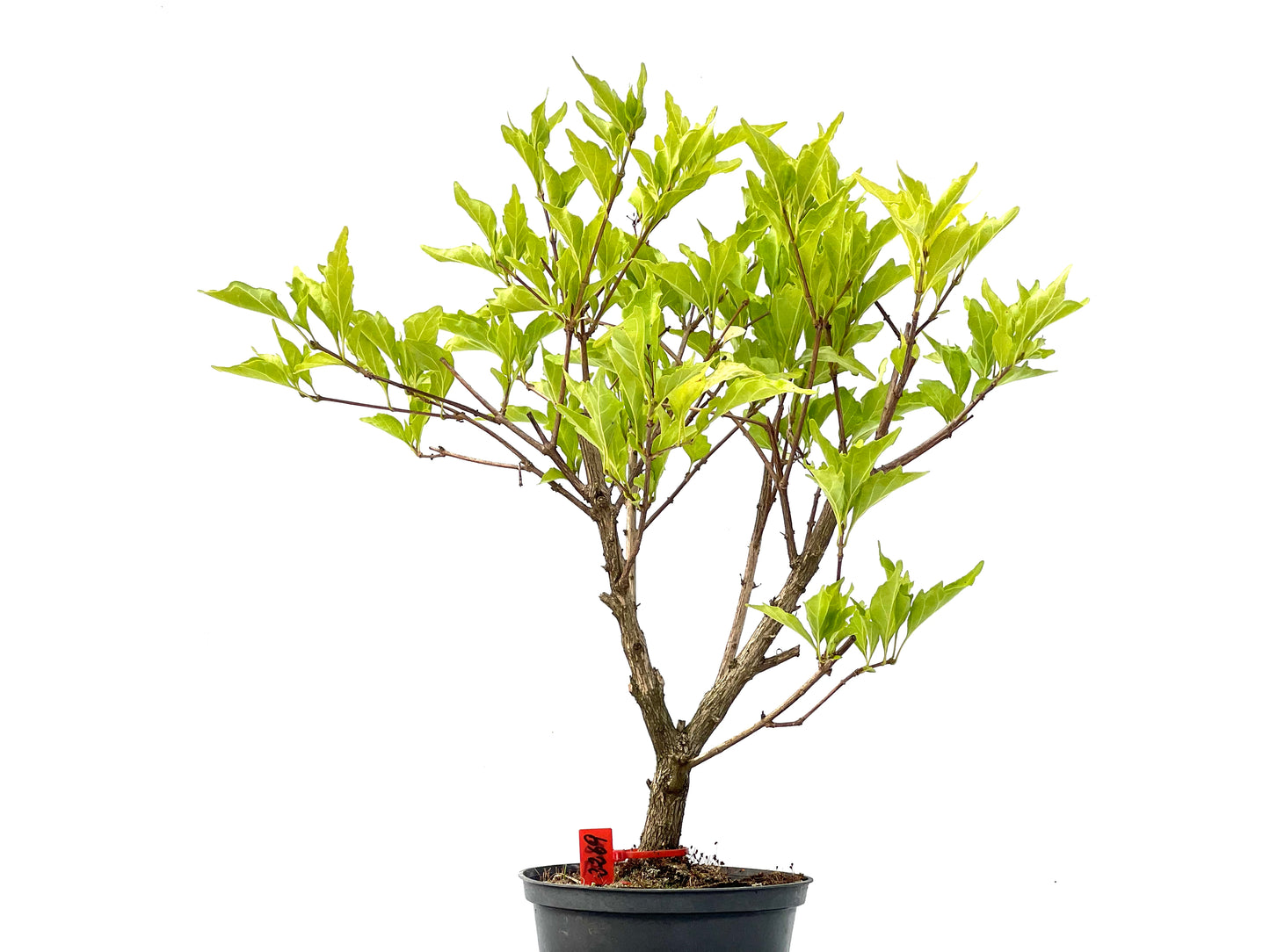 Premna Japonica 2269