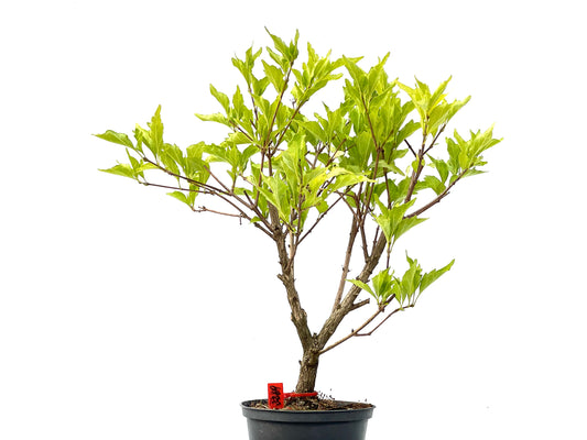 Premna Japonica 2269