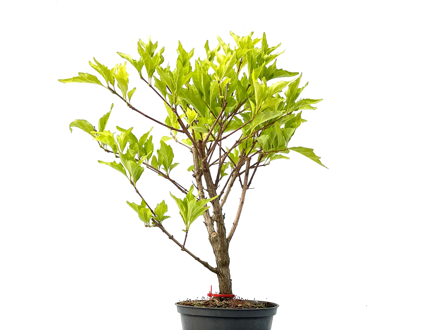 Premna Japonica 2269