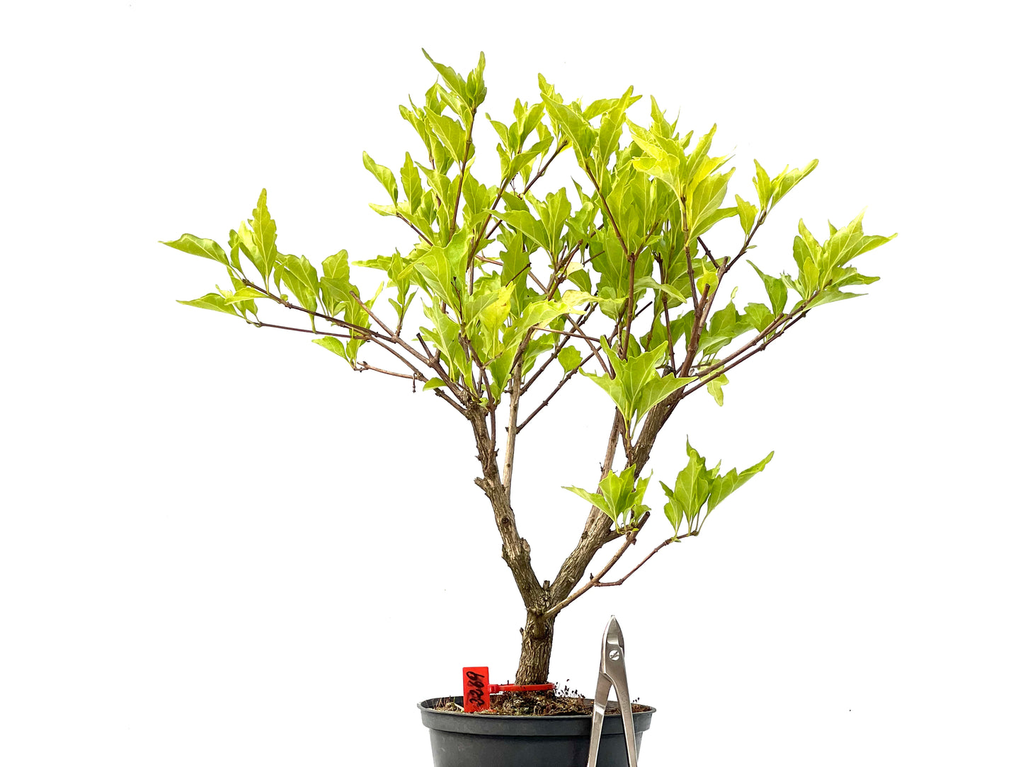 Premna Japonica 2269