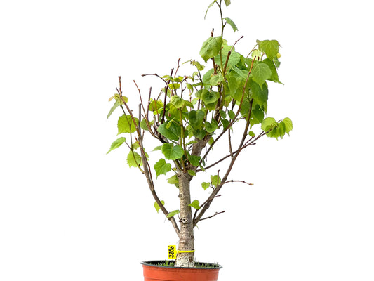 Tilo Cordata 2256