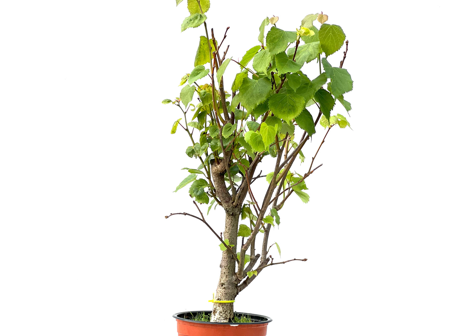 Tilo Cordata 2256