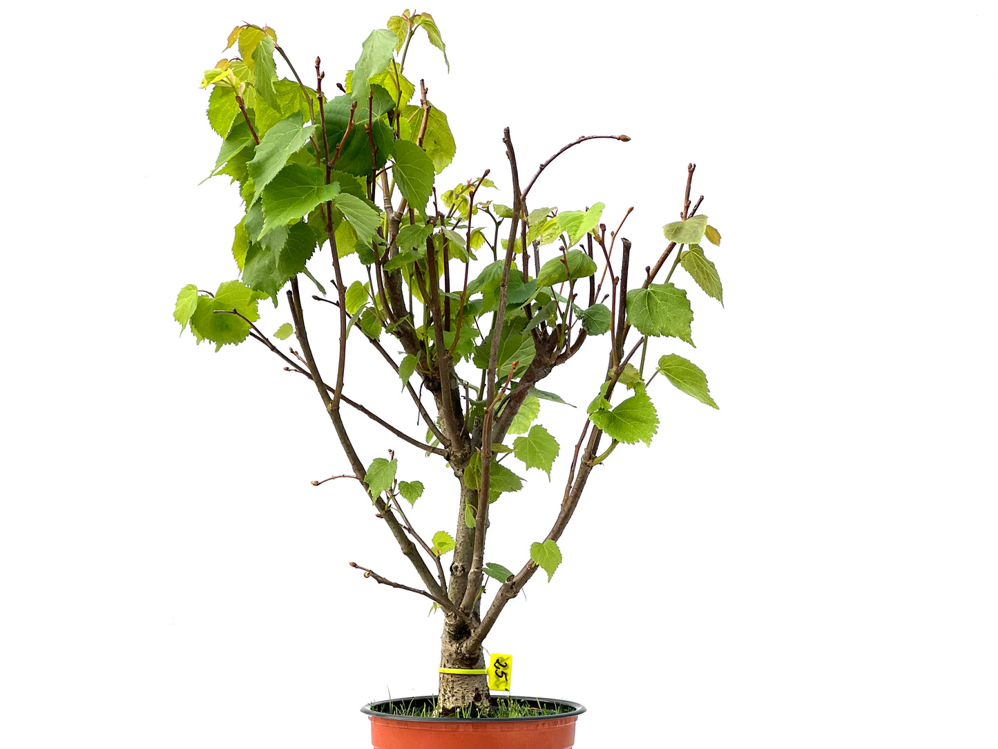 Tilo Cordata 2256