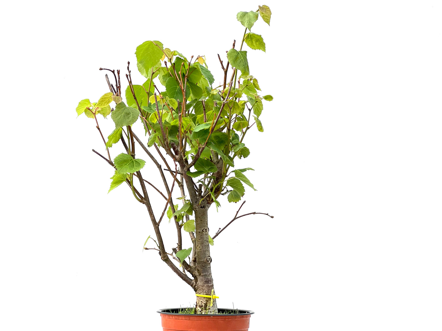 Tilo Cordata 2256