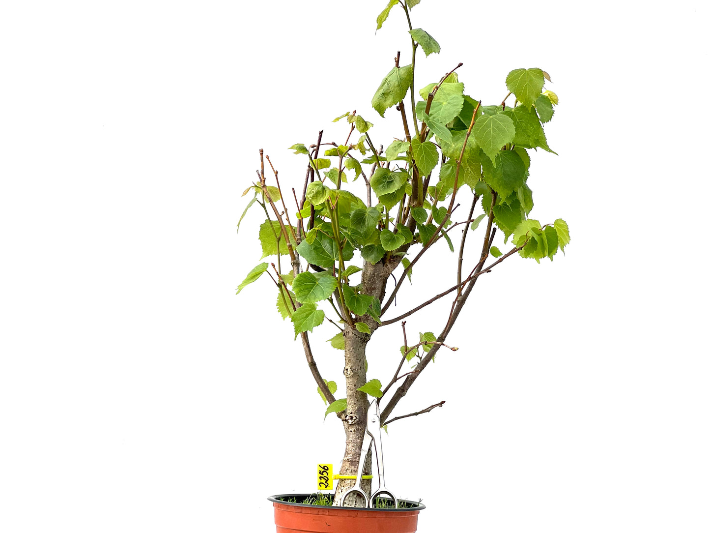 Tilo Cordata 2256