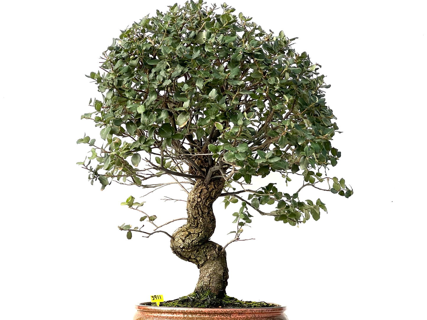 Quercus Suber 3911