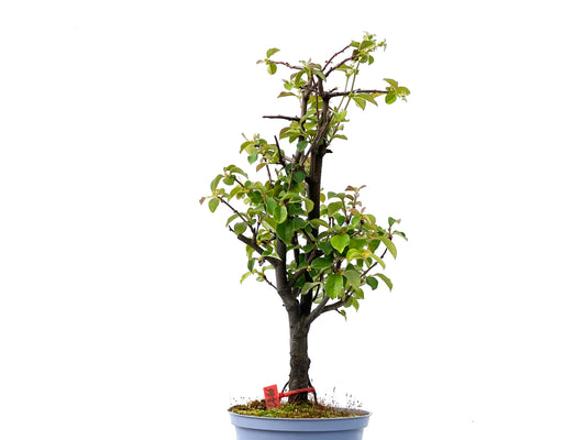 Pseudocidonia Sinensis 2266