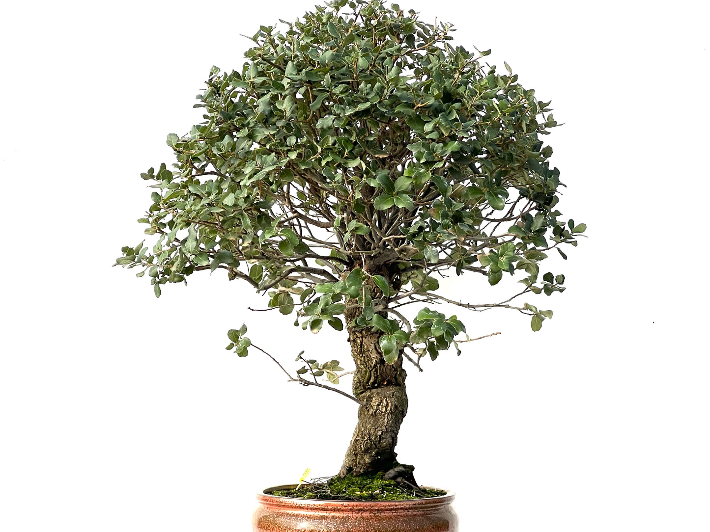 Quercus Suber 3911