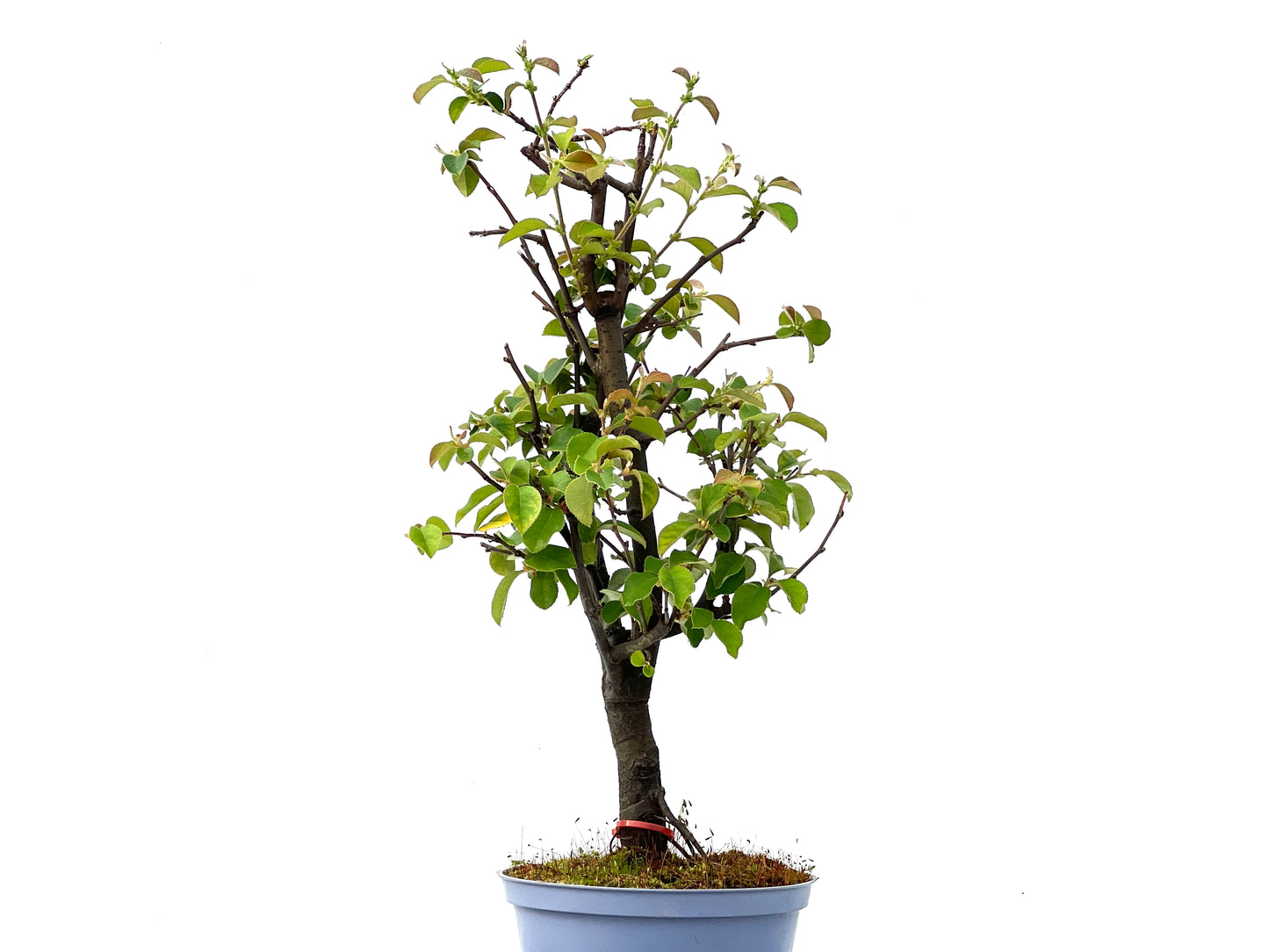 Pseudocidonia Sinensis 2266