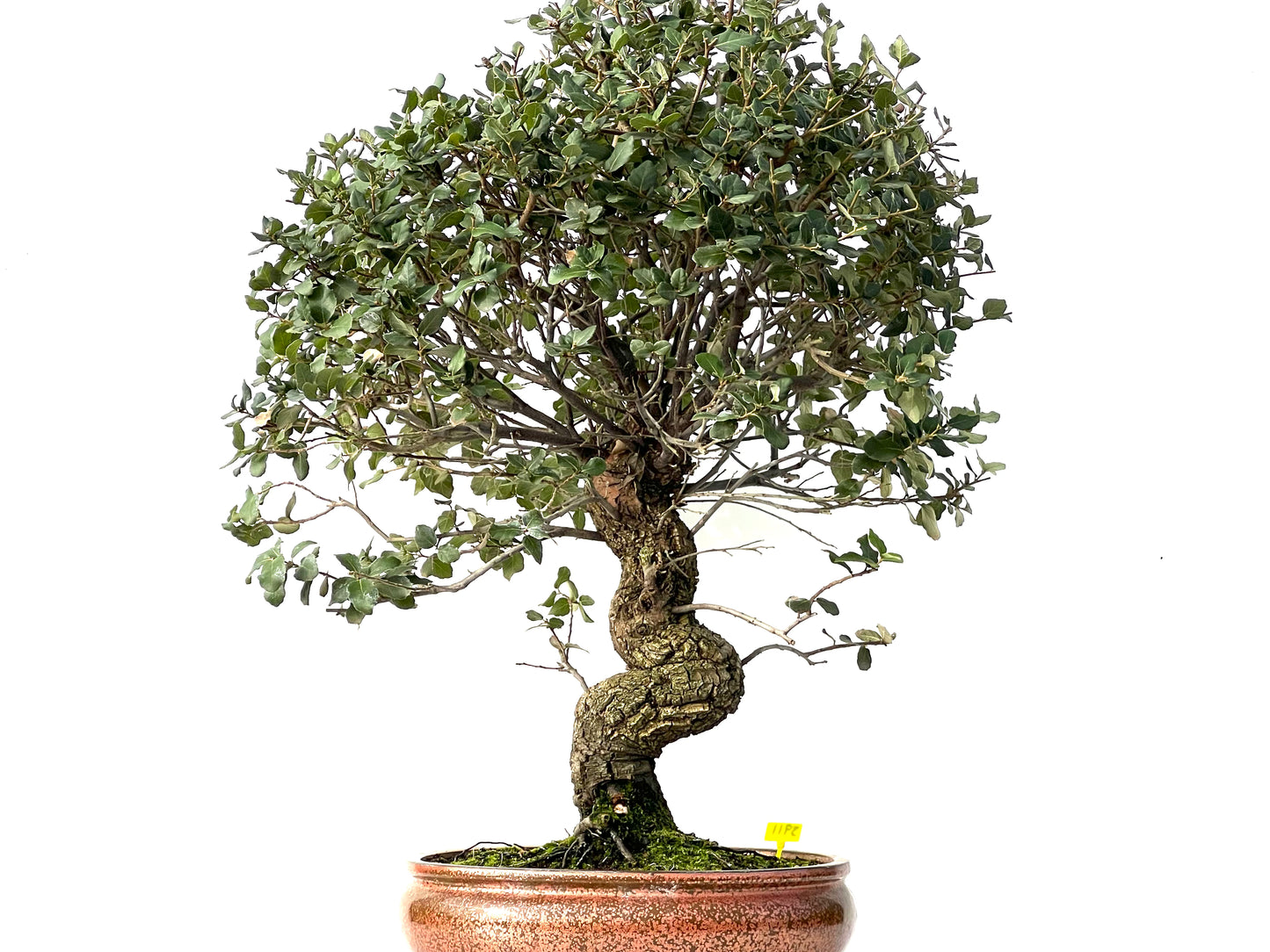 Quercus Suber 3911