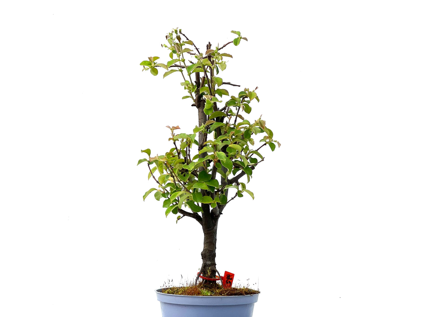 Pseudocidonia Sinensis 2266