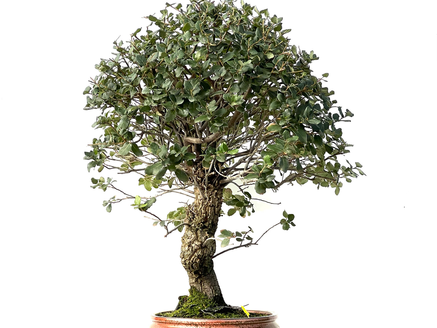 Quercus Suber 3911
